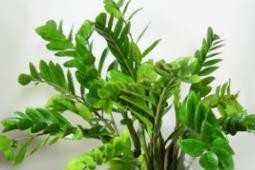 雪铁芋叶子发黄的原因及治疗方法（浅析雪铁芋生长的环境与管理要点）