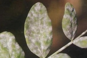 荷兰豆种植全攻略（时间、方法、技巧一网打尽）