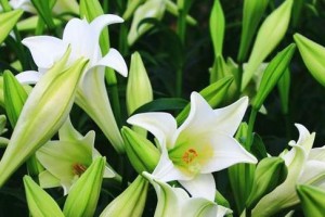 百合花的花期及生长习性（探究百合花盛放的时间和适宜生长的条件，了解如何栽培百合花）