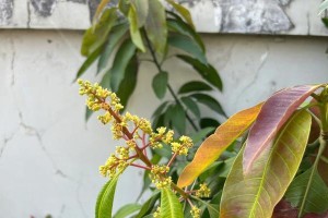 芒果树几年结果种多久能结果的探究（了解芒果树的成长与结果，助你成功种植芒果）