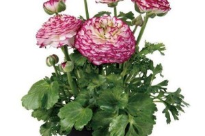 花毛莨的养殖方法及养护要点（打造美丽花园的必备植物）
