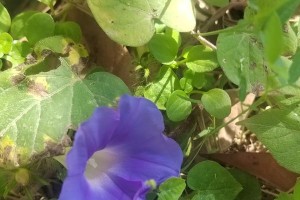 牵牛花喜水植物的特点与养护方法（探秘牵牛花生长环境，打造理想花园）