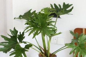 牵牛花喜阴还是喜阳？（探究牵牛花的养殖环境及注意事项）
