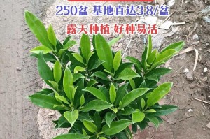 如何分盆让非洲茉莉容易成活
