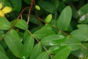 金丝桃花开时间及花期习性（金丝桃开花期多长？怎么样才能促进开花？）