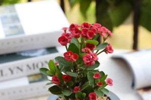 从发芽到成长