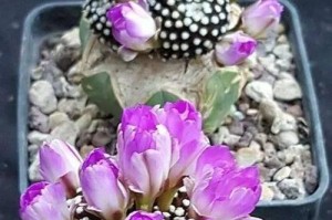 仙人掌怎样养殖开花？（掌握关键技巧，打造繁花似锦的仙人掌园）
