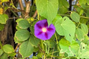 探寻和牵牛花很像的草（一探究竟，揭开谜团）