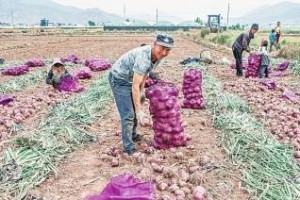 葱头的收获时间与注意事项（几月份采收好？如何判断成熟度？）