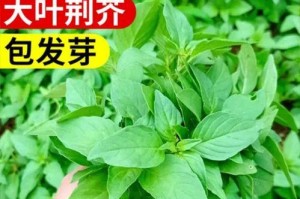 盆栽菜园，让家中生活更美好（适合种植的8种蔬菜及注意事项）