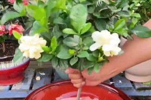 肉食花的养殖技巧与注意事项（打造独特的肉食植物花园，以肉食花为主打）