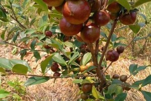 木瓜树施肥指南（选择合适的肥料提高木瓜品质）