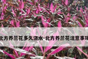 兰花浇水全解析（正确的浇水时间和方法，让你的兰花更美丽）