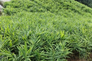 南方生姜种植技巧（掌握最佳种植时间和方法，打造高产生姜田）