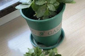 长寿花茎杆过长的处理方法（解决长寿花茎杆过长的有效措施）