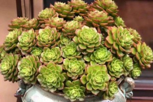 如何养殖多肉植物蒂亚？（掌握蒂亚养殖技巧，让多肉更美！）