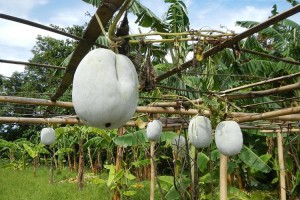 冬瓜种植技术与管理方法的高产栽培（掌握高产技巧，打造优质冬瓜园）