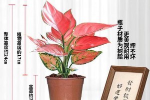 如意皇后——土之韵律（以典雅华贵，演绎深邃韵味）