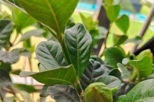 栀子花水培长叶不长根的原因及解决方法（水培栀子花为何长叶不长根？如何解决？）