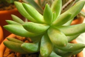 如何配制适合千佛手生长的种植土壤（掌握千佛手种植的必备知识，做好土壤配比）