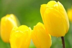 金链花——泰国的国花（探寻泰国国花金链花的美丽与文化）