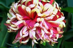 探寻中国菊花之都——哪个市的市花为菊花？（寻找中国最美的菊花，探索菊花文化的深厚底蕴）