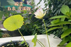 碗莲四季开花吗？——解密碗莲的开花秘密（碗莲开花时间、喜光条件和养护技巧）