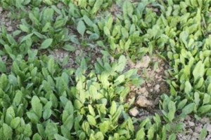 秋波菜的最佳播种时间（挑选适宜的时机，增加收成效益）
