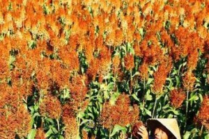 高粱追肥时间及方法（如何科学合理追肥）