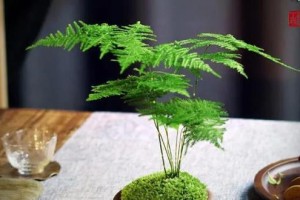 文竹的土养方法与技巧（让文竹健康生长，打造居家绿化）