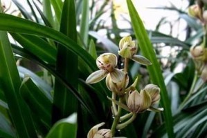 生意人养花指南（选择适合自己的花种，让生意更加繁荣）