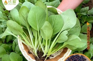 鸡毛菜种子的保存与种植方法（保存鸡毛菜种子的小技巧、成功种植鸡毛菜的关键步骤）