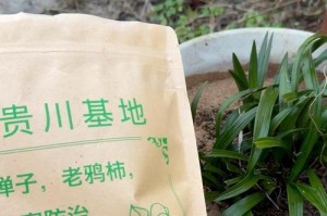 兰花施肥指南（选择最适合的肥料，让兰花绽放出最美的花朵）