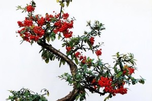 火棘树的养殖与护理（从选址到施肥，全面指导火棘树养殖技巧）