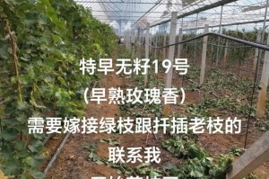玫瑰修剪的技巧与注意事项（图解玫瑰修剪方法，让玫瑰更美丽）