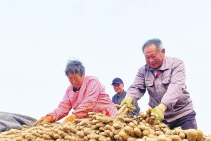 山药栽种时间的选择（科学种植，收获丰厚）
