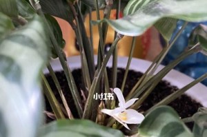 双线竹芋的开花之谜（探秘双线竹芋的神秘开花过程）
