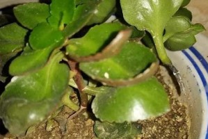 长寿花烂根怎么办？（如何拯救烂根的长寿花？）