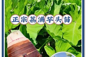 芋头种植与保存的技巧（如何种植芋头并妥善保存收获？）