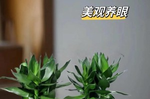 红观音竹的养殖方法及注意事项（打造美丽生态，从红观音竹开始）