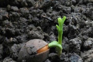 玉露种子发芽时间与方法探究（从种植环境、处理方式、浸泡时间等角度全面分析玉露种子发芽情况）