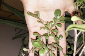 云珠黄叶子之谜（了解云珠黄叶子的原因和生态影响，揭秘秋天色彩变幻的背后秘密）