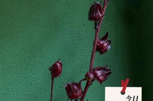 玫瑰花的生命周期（从萌芽到凋谢，一生经历了哪些阶段？——多年生植物）