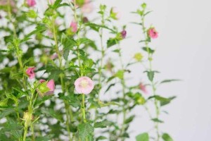种植小木槿（盆栽小木槿的选择与注意事项）