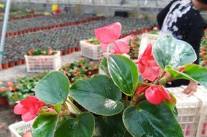 四季海棠花的耐寒能力剖析（探究四季海棠花对低温的适应能力及其关键因素）