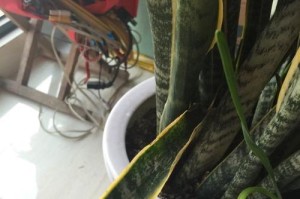 如何处理虎皮兰烂心（专家教你拯救虎皮兰的技巧）