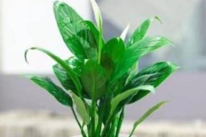 白掌水培的养殖方法与注意事项（轻松掌握水培技巧，打造健康的白掌）