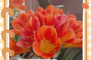 君子兰的花粉传播之道（从花朵的娇艳到繁衍生息，君子兰的传粉之旅）