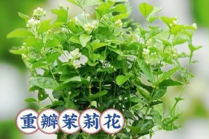 家里也可以种茉莉花（如何在家中种植茉莉花？）