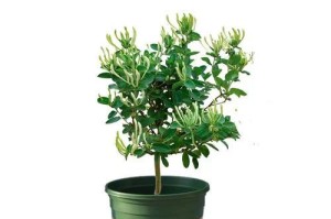 打造美丽庭院，种植金银花是不二选择（如何种植金银花，让庭院更加美丽）